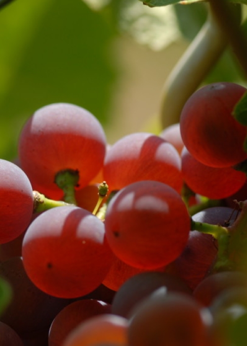 Roter Riesling ANT 0584